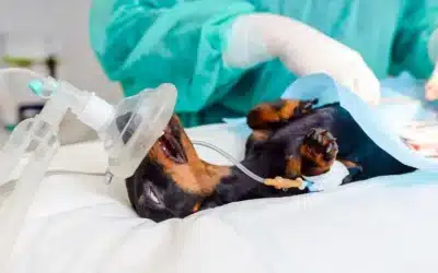 blog 1 Mass and Tumor Removal Surgery