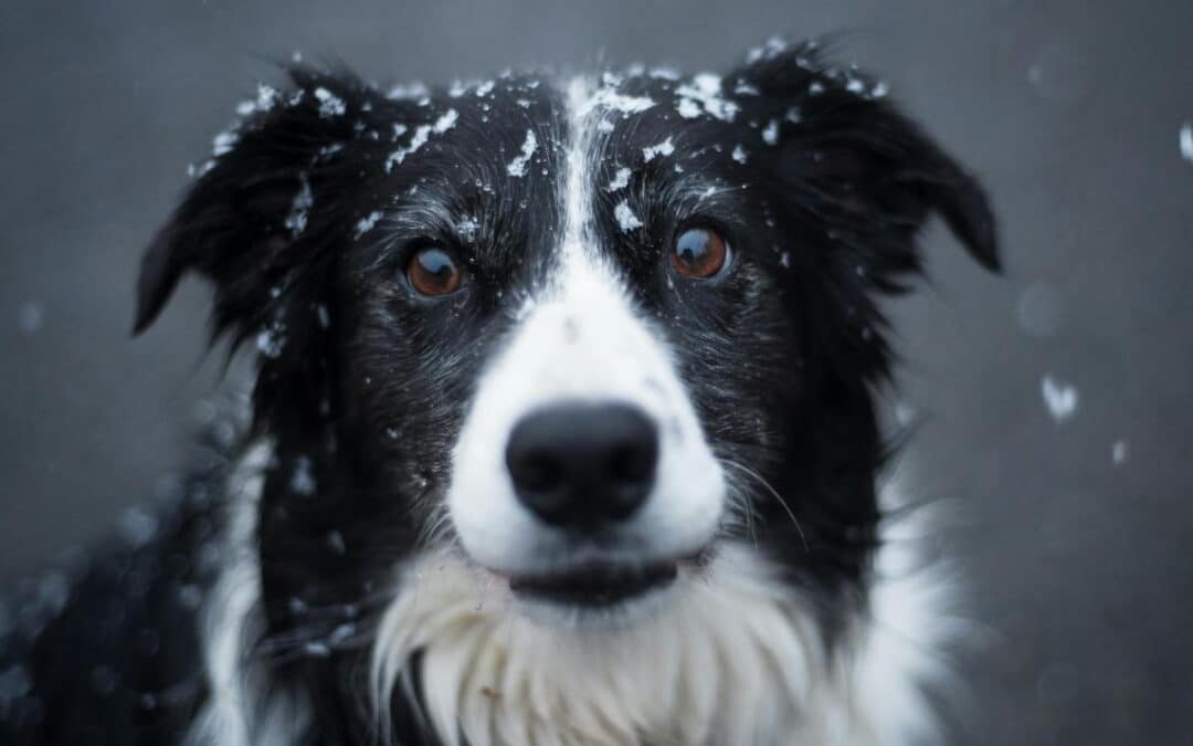 Chilly Paws, Cozy Hearts: Cold Weather Safety Tips for Pets